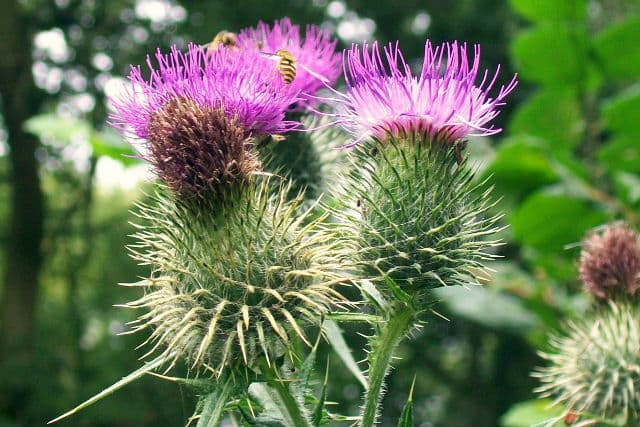 Milk Thistle có lợi giảm cân không?